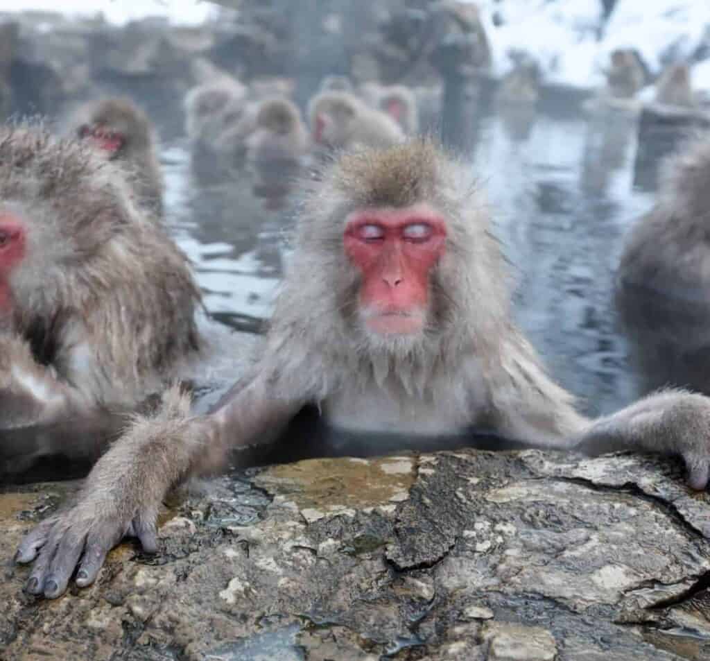 Monkeys in hot springs